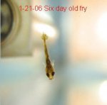 6 day old.jpg