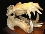 800px-hippo_skull_dark.jpg