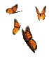butterfly.gif