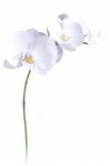 white-flower.jpg white-flower.jpg