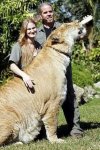 Lion_tiger_5.jpg Lion_tiger_5.jpg
