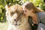 Lion_tiger_3.jpg Lion_tiger_3.jpg