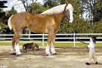 Smallest_Horse.jpg Smallest_Horse.jpg