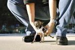 smallest_Dog.jpg smallest_Dog.jpg