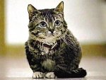 Smallest_cat.jpg Smallest_cat.jpg