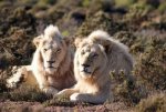 rare-white-tigers-01.jpg