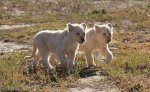 rare-white-tigers-03.jpg
