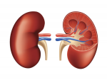 kidney-transported-to-delhi-from-gurgaon-in-30-mins-for-transplant.png