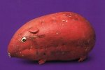 veg5.JPG