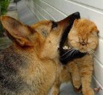 eatingpussy.jpg