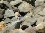 Loving_Couples_hidden_photos_sexy_actions_srilankan_masala_image001.jpg
