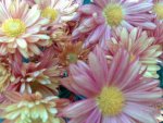Daisies in my garden.jpg