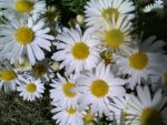 Daisies in my garden-II.jpg