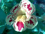 Flower in my garden.jpg