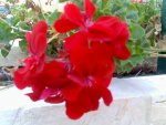 Flowers in my garden.jpg