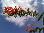 Flowers in the clouds - Israel.jpg