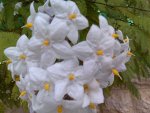 Flowers in my neighborhood - Israel.jpg