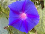 My Garden-III.jpg