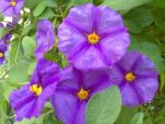 My Garden-IX.jpg