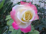 My Garden-X.jpg