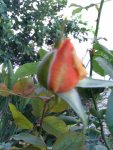 Rose in my garden.jpg