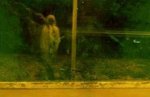 hantu14.jpg