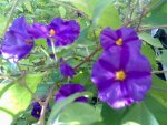 My Garden-VIII.jpg