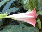 My Garden-XXV.jpg