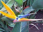 MY Garden-XIX.jpg
