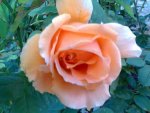My Garden-XXIII.jpg