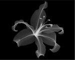 1_Plant Life.JPG
