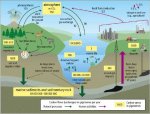 carbon_cycle.jpg