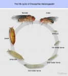 fly-life-cycle.jpg
