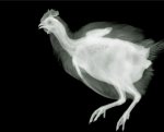 Animals.JPG