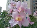 Near the Park-II.jpg