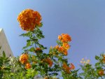 Near the Park-III.jpg