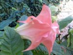 My Garden-XXVI.jpg