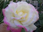 My Garden-XXIV.jpg
