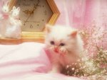 kitten147.jpg