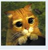 cat.jpg