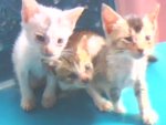 IMG0420A.jpg