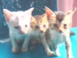 IMG0418A.jpg