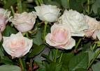 roses12.jpg
