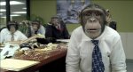 750px-Chimpanzoo.jpg