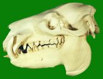 774px-Pygmy_Hippopotamus_Skull.jpg