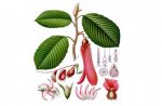Hopea cordifolia.jpg