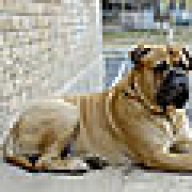 bulldog