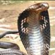 Muchalinda
