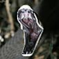 black-mamba