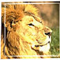 Lion Heart_PraSa
